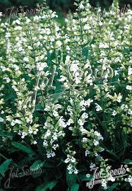 Attēlu rezultāti vaicājumam “Salvia officinalis”