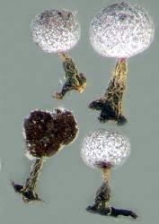 Attēlu rezultāti vaicājumam “Physarum leucophaeum stalked”