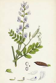 Attēlu rezultāti vaicājumam “Vicia sylvatica”