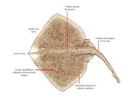 Image result for Raja asterias