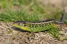 Attēlu rezultāti vaicājumam “Lacerta agilis male”