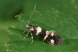 Attēlu rezultāti vaicājumam “Denisia similella”