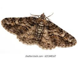 Attēlu rezultāti vaicājumam “Cleora cinctaria”