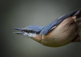 Attēlu rezultāti vaicājumam “Sitta europaea male”