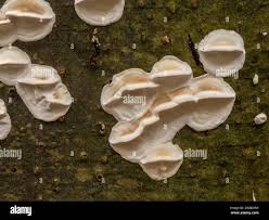 Attēlu rezultāti vaicājumam “Trametes suaveolens”