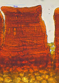 Attēlu rezultāti vaicājumam “Schistidium robustum”