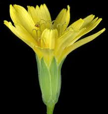 Attēlu rezultāti vaicājumam “Lapsana communis flower”