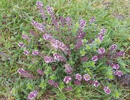 Attēlu rezultāti vaicājumam “Thymus pulegioides”