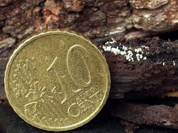 Attēlu rezultāti vaicājumam “Henningsomyces candidus”