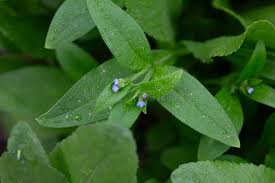Attēlu rezultāti vaicājumam “Myosotis sparsiflora flower”