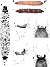 Attēlu rezultāti vaicājumam “Necrobia violacea”
