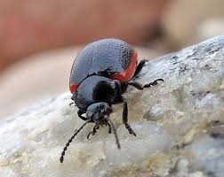 Attēlu rezultāti vaicājumam “Griselda ustomaculana”