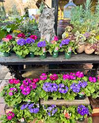 Image result for Primula obconica