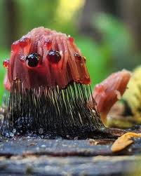 Attēlu rezultāti vaicājumam “Stemonitis fusca”