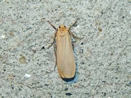 Attēlu rezultāti vaicājumam “Eilema depressa”