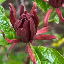 Attēlu rezultāti vaicājumam “Calycanthus floridus”