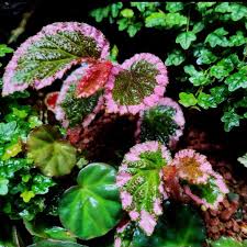 Attēlu rezultāti vaicājumam “Fuligo laevis”