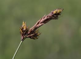Attēlu rezultāti vaicājumam “Carex disticha”