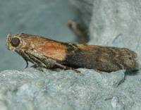 Attēlu rezultāti vaicājumam “Sciota adelphella”