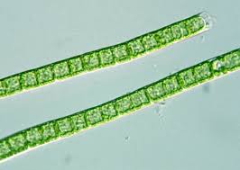 Attēlu rezultāti vaicājumam “Stemonitopsis aequalis var. microspora”