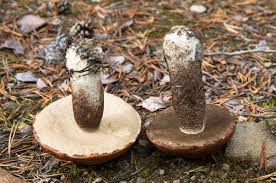 Attēlu rezultāti vaicājumam “Leccinum vulpinum”