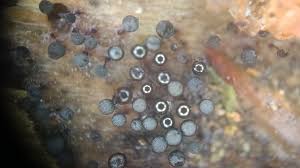 Attēlu rezultāti vaicājumam “Lamproderma arcyrioides macro”