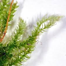 Attēlu rezultāti vaicājumam “Herzogiella seligeri”