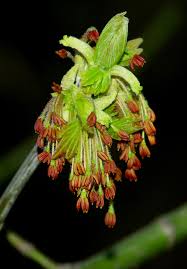 Attēlu rezultāti vaicājumam “Acer negundo male flower”