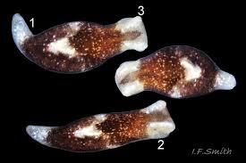 Attēlu rezultāti vaicājumam “Lophozia capitata”