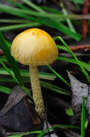 Attēlu rezultāti vaicājumam “Bolbitius vitellinus”