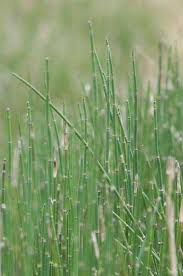 Attēlu rezultāti vaicājumam “Equisetum variegatum”