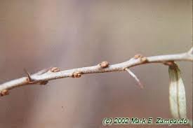 Attēlu rezultāti vaicājumam “Hippophae rhamnoides”