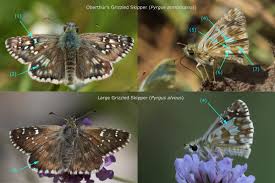 Attēlu rezultāti vaicājumam “Pyrgus alveus upperside”