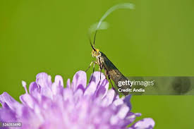 Attēlu rezultāti vaicājumam “Nemophora metallica”