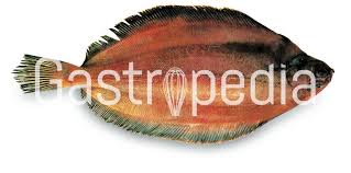 Image result for Glyptocephalus cynoglossus