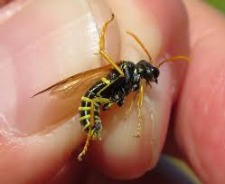 Attēlu rezultāti vaicājumam “Tenthredo scrophulariae”