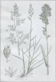 Attēlu rezultāti vaicājumam “Poa remota”