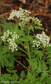 Image result for Myrrhis odorata