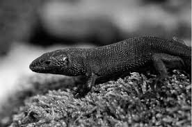 Attēlu rezultāti vaicājumam “Lacerta vivipara”