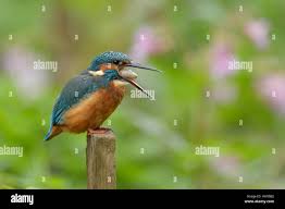 Attēlu rezultāti vaicājumam “Alcedo atthis adult”