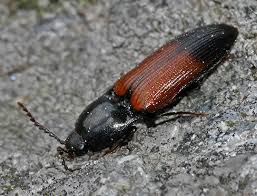 Attēlu rezultāti vaicājumam “Adomerus biguttatus”