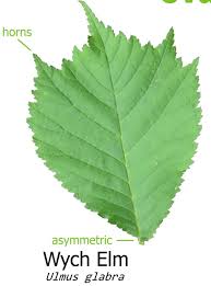 Attēlu rezultāti vaicājumam “Ulmus glabra leaf”