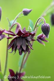 Attēlu rezultāti vaicājumam “Aquilegia vulgaris bud”