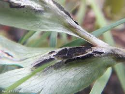 Attēlu rezultāti vaicājumam “Urocystis anemones spores”