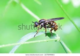 Attēlu rezultāti vaicājumam “Choerades sp.”