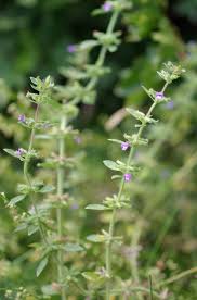 Attēlu rezultāti vaicājumam “Acinos arvensis”