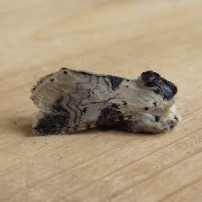 Attēlu rezultāti vaicājumam “Notodontidae”