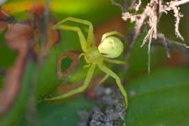 Attēlu rezultāti vaicājumam “Misumena vatia”