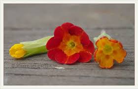 Attēlu rezultāti vaicājumam “Primula veris flower”