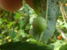 Attēlu rezultāti vaicājumam “Diplolepis eglanteriae”